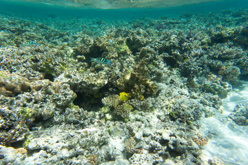 Naklejka na ściany i meble A view of coral reef