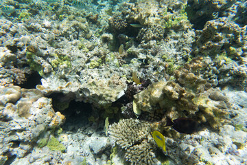 A view of coral reef