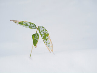 雪原から頭を出したチシマザサ