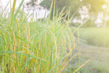 Field of ripe yellow rice grains and green leaves of rice fields in the morning