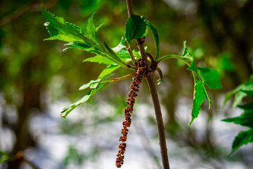 dragonfly on a branch