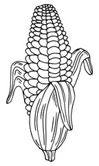 A cute hand-drawn ear of ripe corn. Doodle vector illustration for vegetable blanks, cooking recipes and kitchen design.