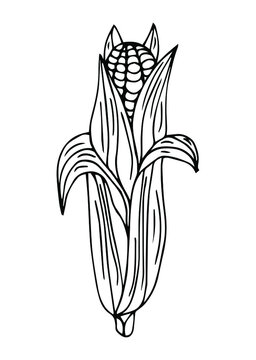 Corn outline simple illustration for menu. Hand drawn line sketch corn cob in leaves and naked isolated on white background