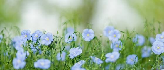 Blue flax flowers on a blurred background. Blooming flax field. Copy space