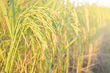 Field of ripe yellow rice grains and green leaves of rice fields in the morning