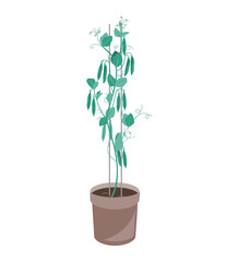 Fototapeta na wymiar Green Pea plant in a flower pot. Vector illustration isolated on white