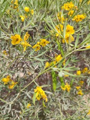 yellow flowers in the garden