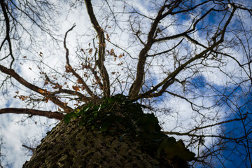 tree with sky