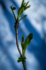 plant against blue sky