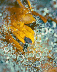 Macro shot of a water droplets on top of a leaf.
