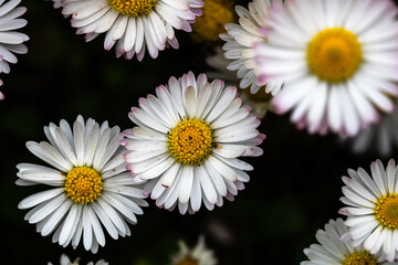 Bellis perennis flower. Daisy blooms in spring © Vlad Ispas