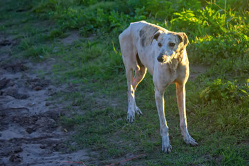 Cute dog portrait