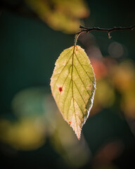 isolated leaf on a tree blurry colourful background 
