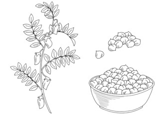 Chickpeas plant graphic black white isolated sketch illustration vector