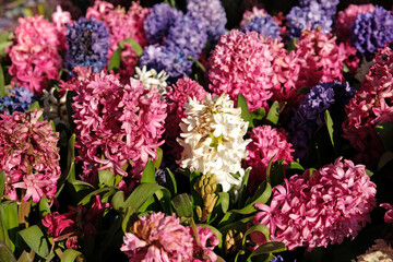 Floral background from Hyacinth. Large flower bed with multi-colored hyacinths, traditional easter flowers, spring background. Close-up macro photo, selective focus. Ideal for greeting festive card.