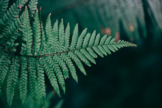 fern leaf background high detail of isolated fern leafs blurry background 