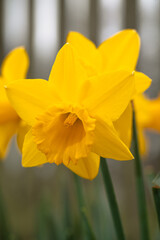 Obraz premium yellow daffodils on a green background