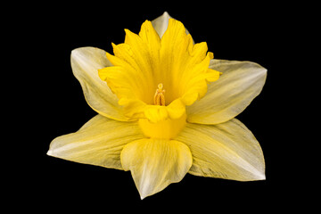 Fototapeta na wymiar yellow daffodil isolated on black
