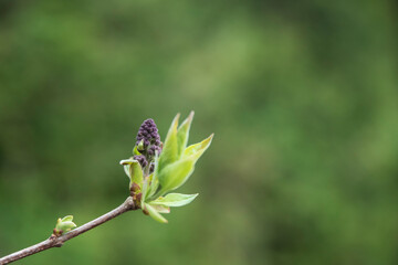 kwitnący bez na wiosnę © siwyk