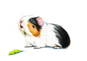 Guinea pig isolated on white