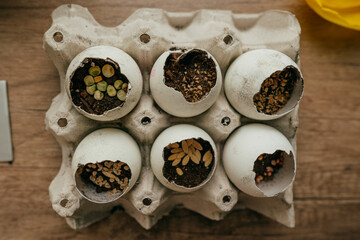 Home gardening on the kitchen windowsill