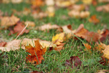Autumn yellow and red maple leaves on green grass