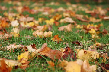 Autumn yellow and red maple leaves on green grass