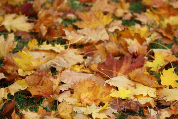 Autumn yellow and red maple leaves on green grass