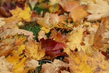 Autumn yellow and red maple leaves on green grass