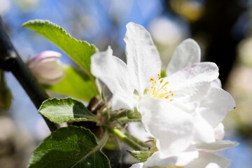 Fototapeta na wymiar Apple blossom flower macro pollen springtime