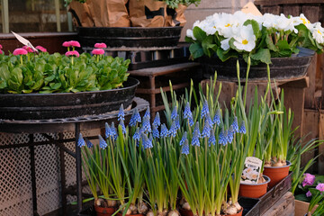 Blooming purple muscari and daffodils in a pot close-up in a flower shop. White Primula primroses...
