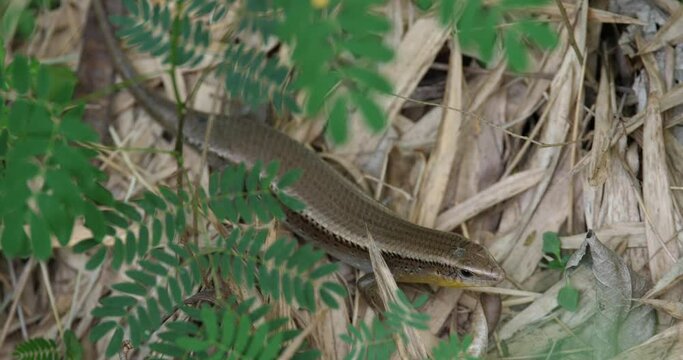 Scincidae on the ground, skink and its food