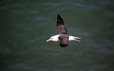 Black browed albatross gliding along the coastline