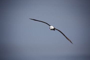 Fototapeta na wymiar Black browed albatross gliding along the coastline