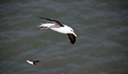 Black browed albatross gliding along the coastline
