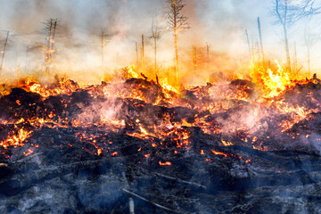 Feuer - Waldbrand - Umweltzerstörung