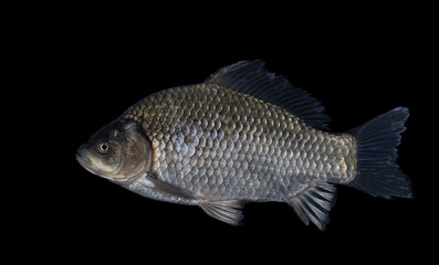 The Prussian carp, silver Prussian carp or Gibel carp (Carassius gibelio)