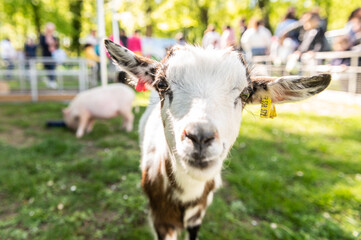 Obraz premium Chèvre dans le jardin