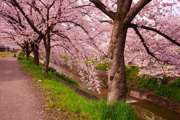 日本 奈良県 佐保川 桜並木