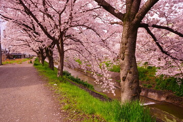 日本 奈良県 佐保川 桜並木