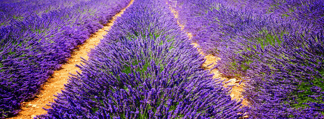 Lavender field