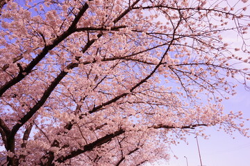 Saho-gawa River surrounded by Pink Sakura Tree in Nara, Japan, Spring View - 日本 奈良県 佐保川 桜 並木