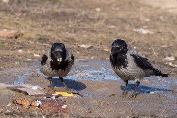 portrait of two crows