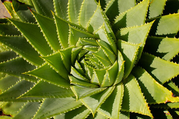 Detail close up of the spiral patterns of the Spiral Aloe