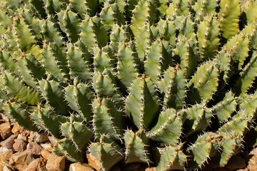Resin Spurge cactus plant