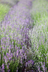 Fototapeta na wymiar Provence - lavender field