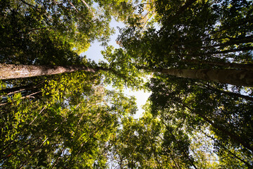 Big trees in spring season with bright sun.