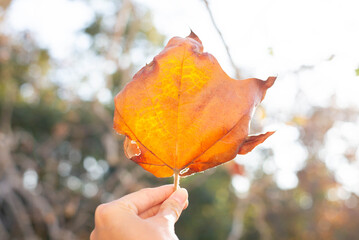 Autumn maple leaf in hand with sunny bokeh background.