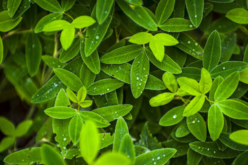 Fresh clover leaves with morning dew and water droplets