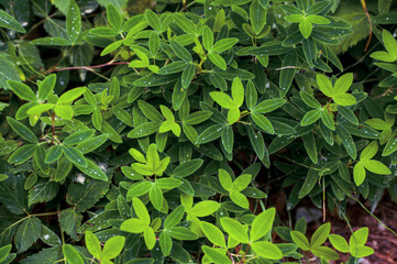 Fresh clover leaves with morning dew and water droplets